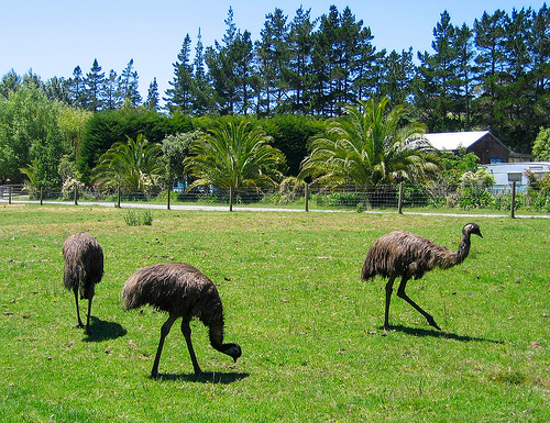 emus