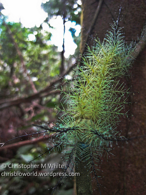 lonomia-caterpillar-camaflouge