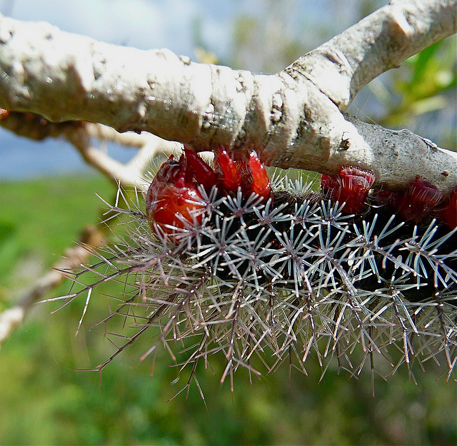 lonomia obliqua caterpillar