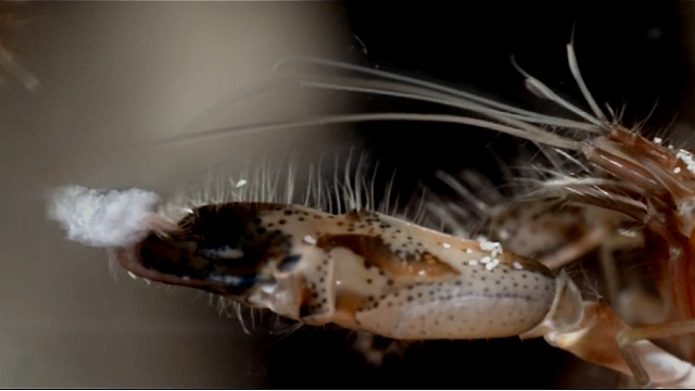 Pistol shrimp and its water bubble