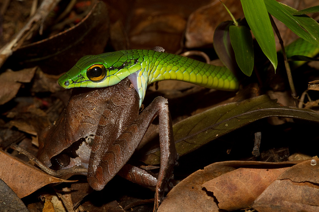 snake eating frog