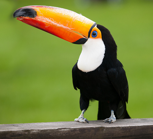 Toucan