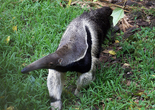 Giant anteater