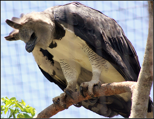 Harpy eagle