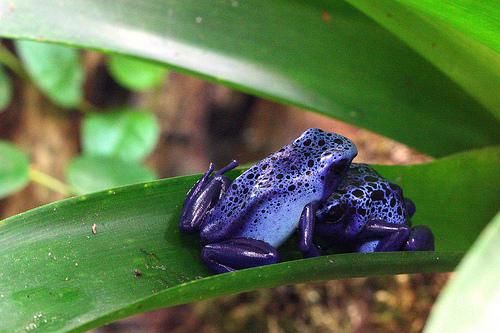 Poison dart frog