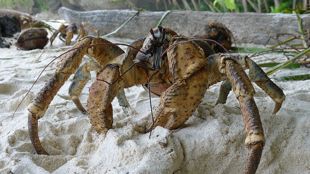 coconut-crab