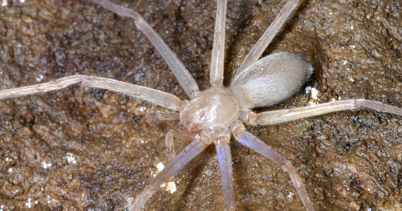 Eyeless Huntsman Spider