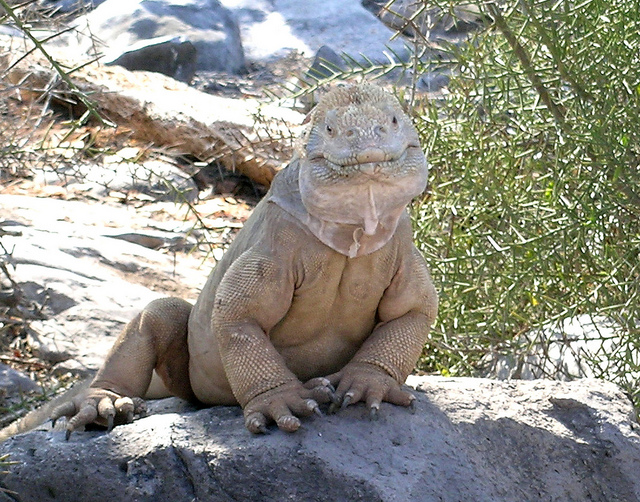 galapagos-iguana, lizards that look like dragons