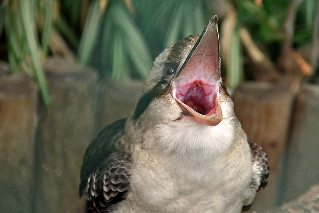 Laughing kookaburra