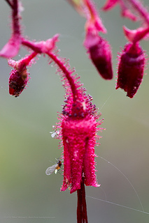 mosquito drinking nectar from flower