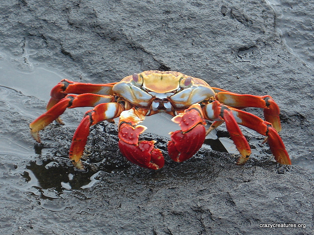 Sally Lightfoot Crab