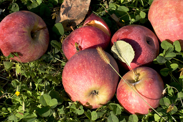 Honeybees help in the making of Apples