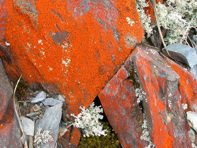 Red algae a threat to marine life