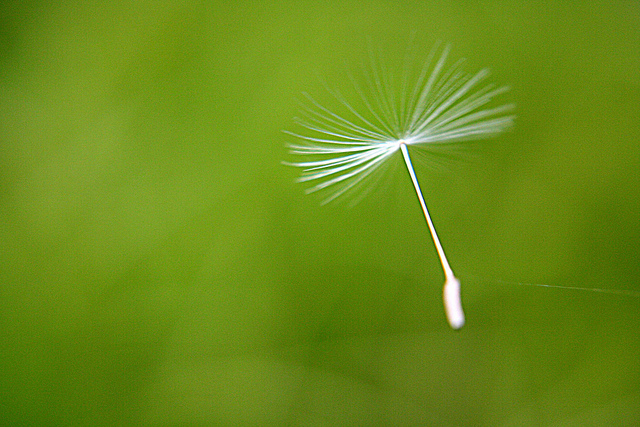 Light seeds flying away with the wind