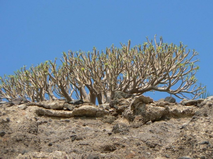 A desert rose tree in Socotra