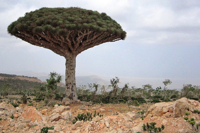 The dragon tree that has a red sap