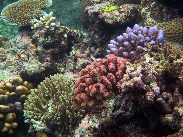 great-barrier-reef