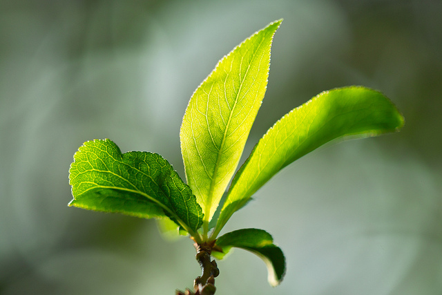 Leaves have a pigment called ‘chlorophyll’ 