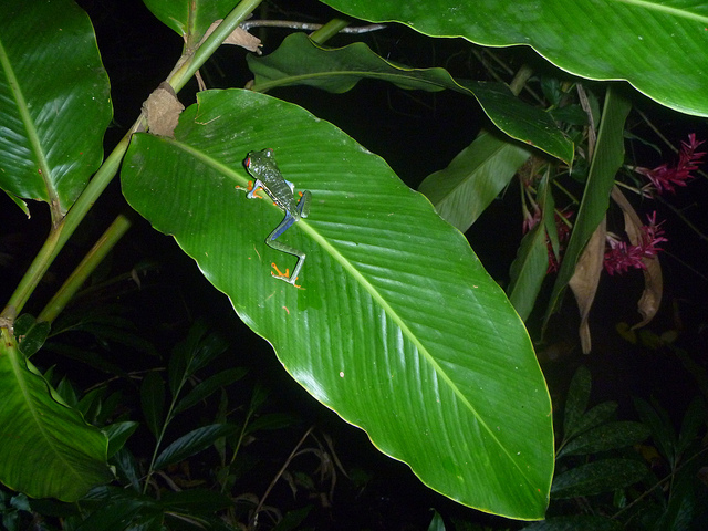 Red eyed frog on tree leaf