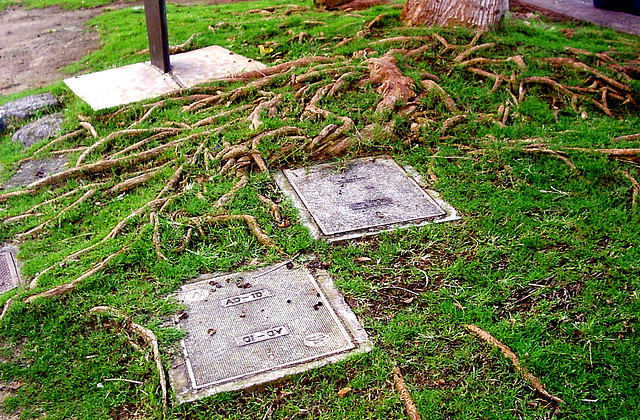 Roots of a big tree