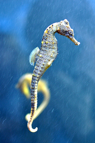 Seahorses swin in an upright position