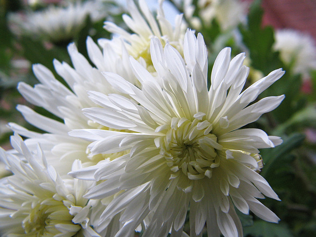 The white flower called out to them 