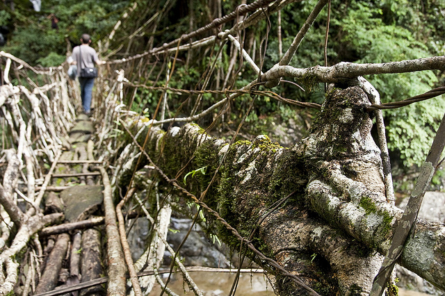 50 people can walk on the bridge