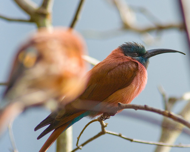 A carmine bee-eater