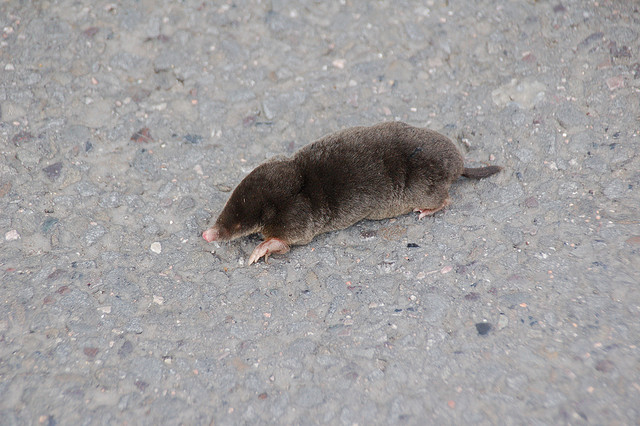 A mole