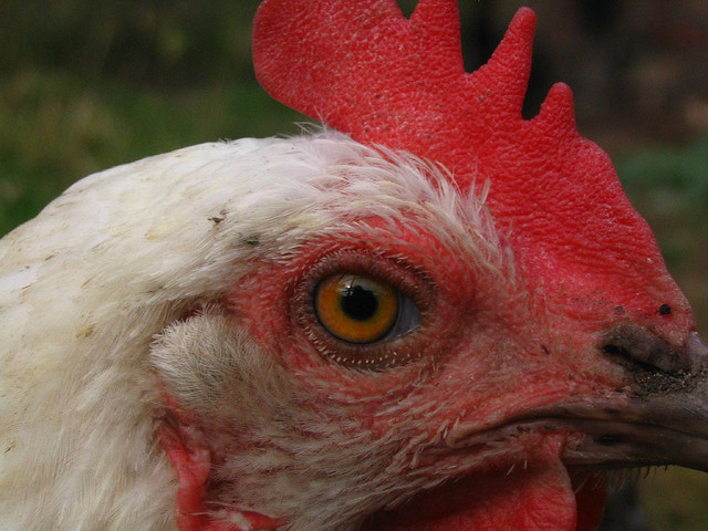 Bird Flu Scare in China
