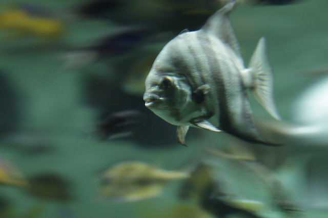 Striped fish