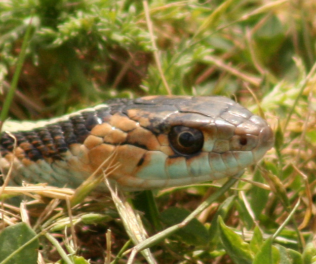 snake have scales on their bodies