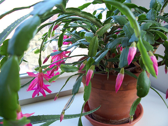 Christmas cactus