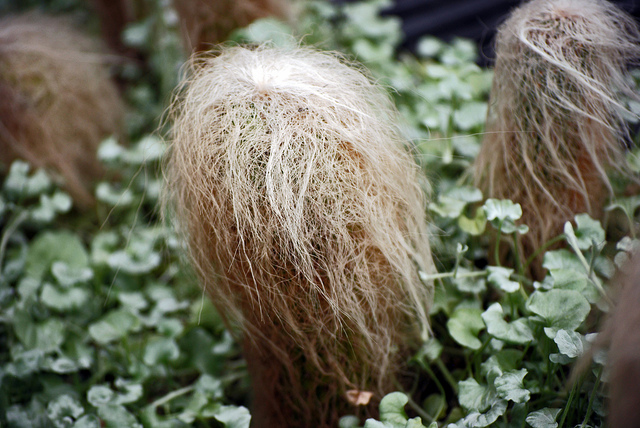 The Silver Gardens; Cephalocereus senilis (Old Man Cactus)