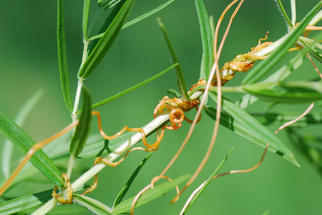 A tiny Dodder plant that will eventually grow large killing the host