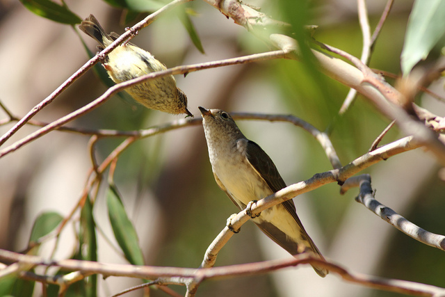 Cuckoo being fed by adopted parent