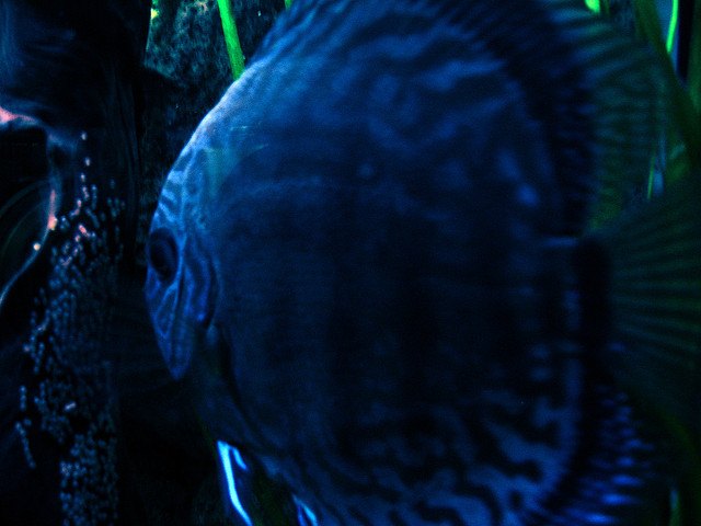 Discus watching over her eggs