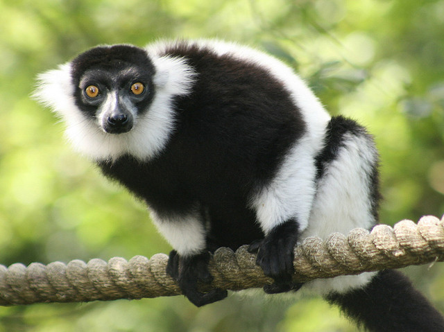 Lemurs