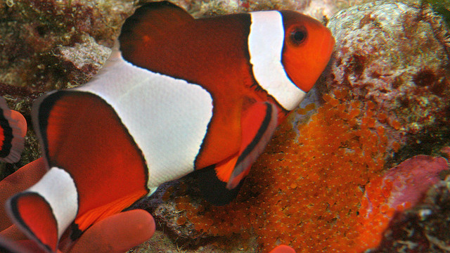 clown fish watching over eggs