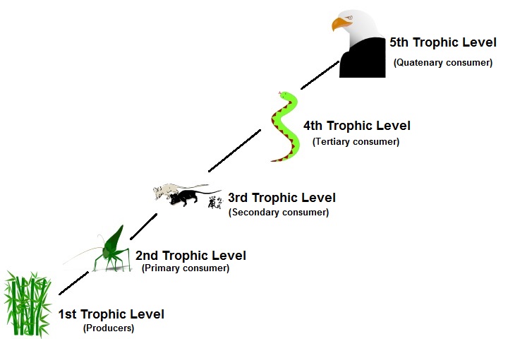 Trophic levels