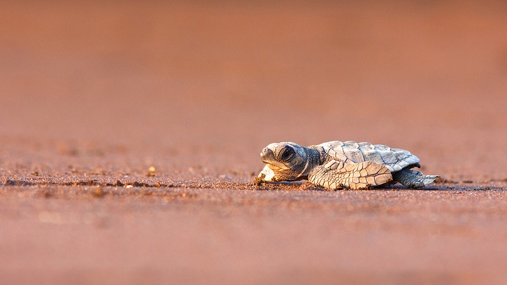 Olive Ridley, a sea turtle
