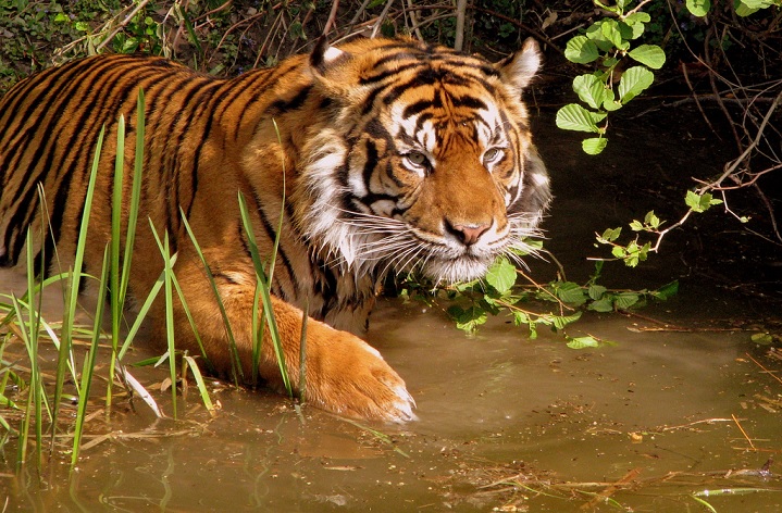 Tigers