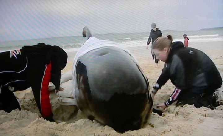 new-zealand-pilot-whale-rescue