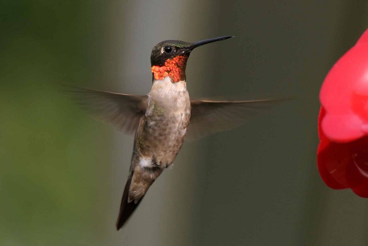HummingBirds