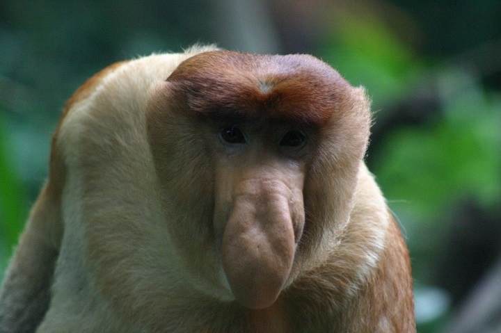 Proboscis Monkey