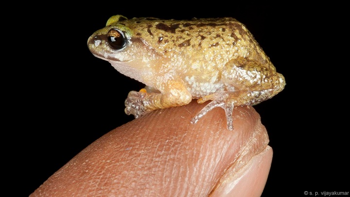 Raorchestes primarrumpfi of Western Ghats, India