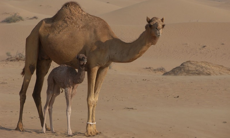 The Ship Of the Desert - Camel