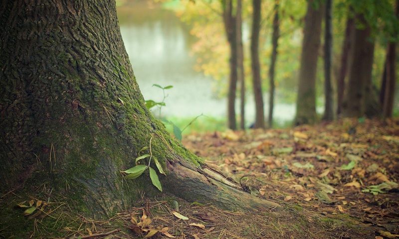 Nature and Trees