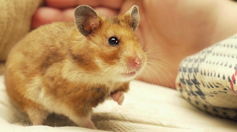Hamster