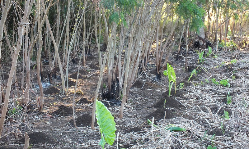 Agroforestry